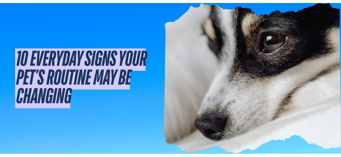 10 Everyday Signs Your Pet’s Routine May Be Changing